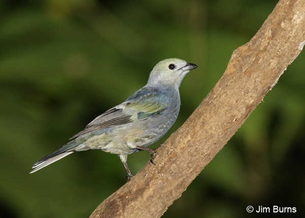 Blue-gray Tanager first winter